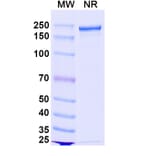 SDS-PAGE - Pacibekitug Biosimilar - Anti-IL-6 Antibody - BSA and Azide free (A340739) - Antibodies.com