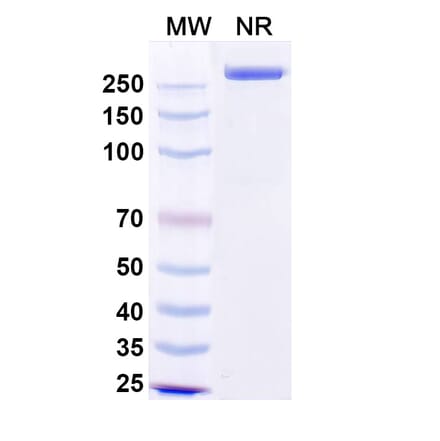 SDS-PAGE - Precemtabart Biosimilar - Anti-CEA Antibody - BSA and Azide free (A340742) - Antibodies.com
