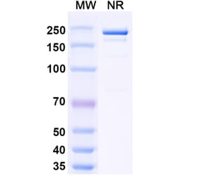SDS-PAGE - Samatatug Biosimilar - Anti-Tissue Factor Antibody - BSA and Azide free (A340743) - Antibodies.com