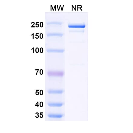 SDS-PAGE - Samatatug Biosimilar - Anti-Tissue Factor Antibody - BSA and Azide free (A340743) - Antibodies.com