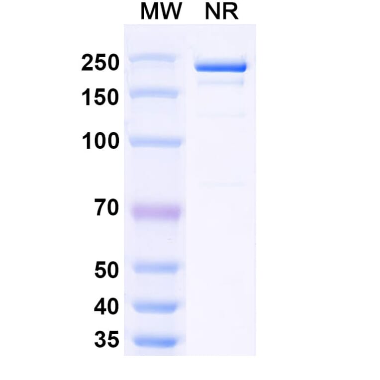 SDS-PAGE - Samatatug Biosimilar - Anti-Tissue Factor Antibody - BSA and Azide free (A340743) - Antibodies.com