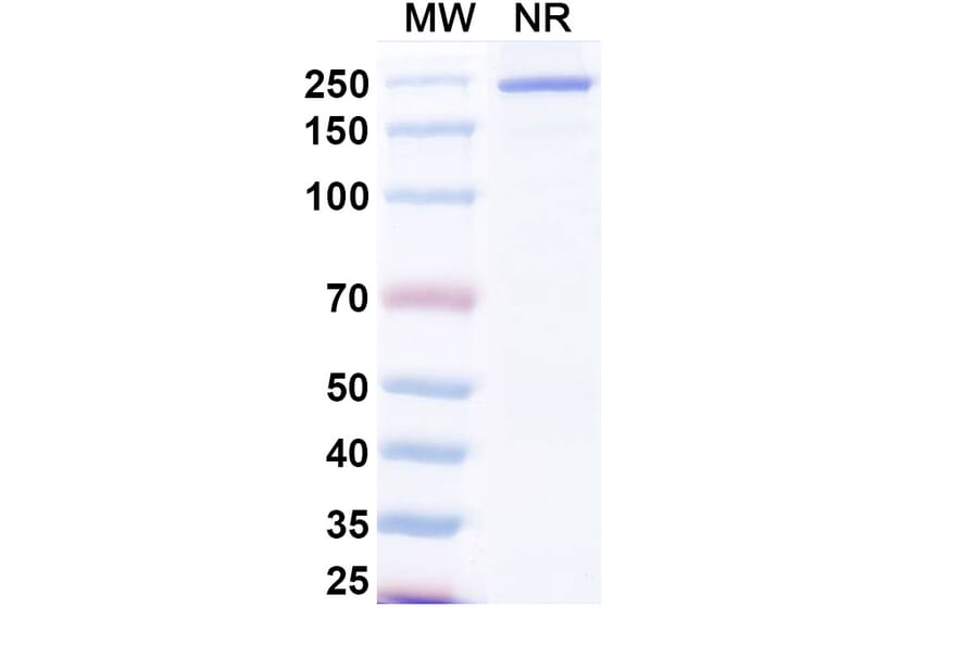 SDS-PAGE - Samatatug Biosimilar - Anti-Tissue Factor Antibody - BSA and Azide free (A340743) - Antibodies.com