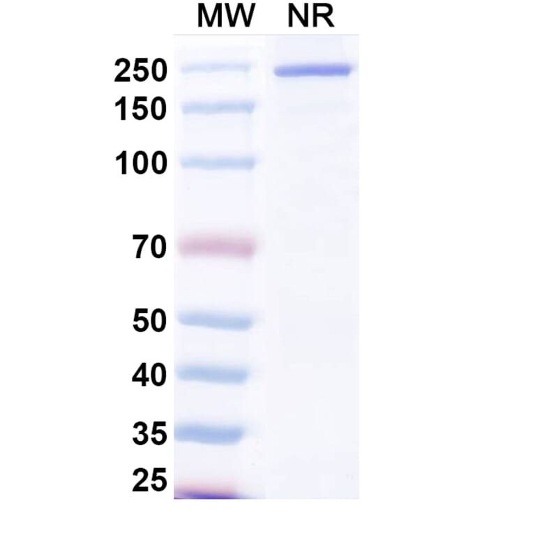 SDS-PAGE - Samatatug Biosimilar - Anti-Tissue Factor Antibody - BSA and Azide free (A340743) - Antibodies.com