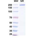 SDS-PAGE - Samatatug Biosimilar - Anti-Tissue Factor Antibody - BSA and Azide free (A340743) - Antibodies.com