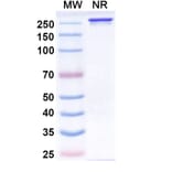 SDS-PAGE - Siltartoxatug Biosimilar - Anti-Tetanus toxin Antibody - BSA and Azide free (A340744) - Antibodies.com