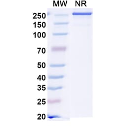 SDS-PAGE - Sonavibart Biosimilar - Anti-Hemagglutinin Antibody - BSA and Azide free (A340745) - Antibodies.com