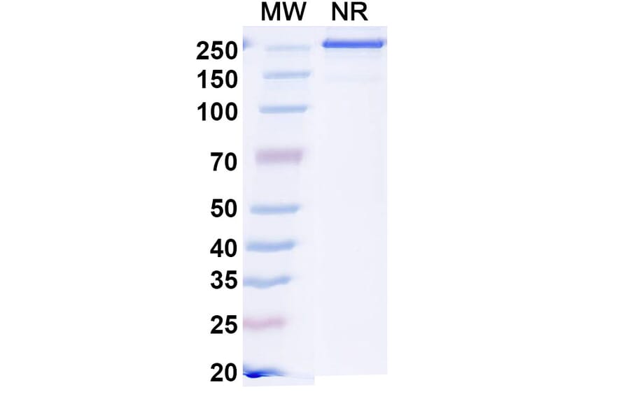 SDS-PAGE - Sonavibart Biosimilar - Anti-Hemagglutinin Antibody - BSA and Azide free (A340745) - Antibodies.com