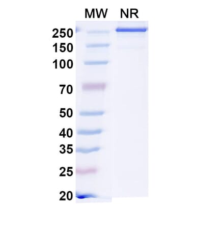 SDS-PAGE - Sonavibart Biosimilar - Anti-Hemagglutinin Antibody - BSA and Azide free (A340745) - Antibodies.com