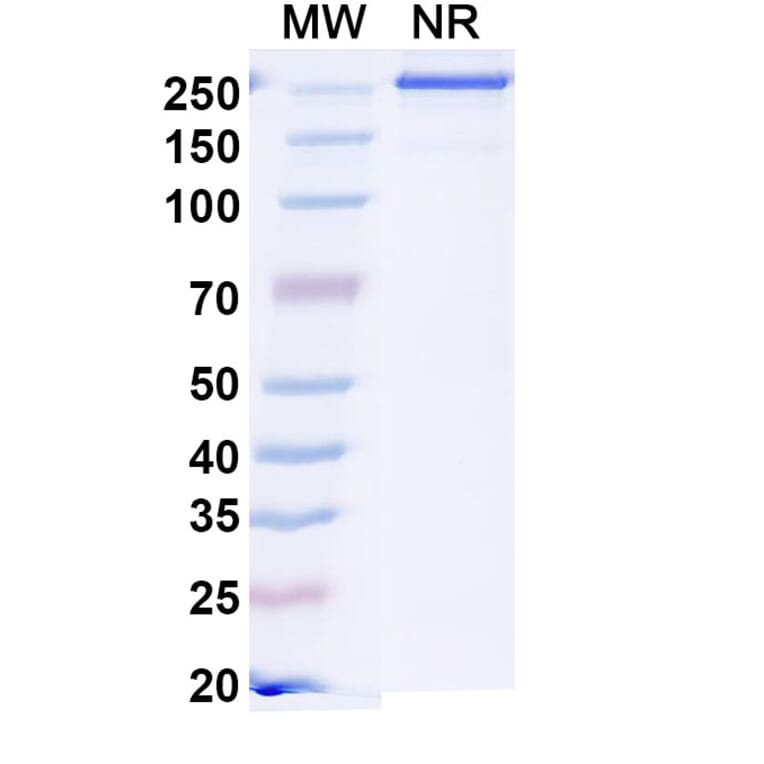 SDS-PAGE - Sonavibart Biosimilar - Anti-Hemagglutinin Antibody - BSA and Azide free (A340745) - Antibodies.com