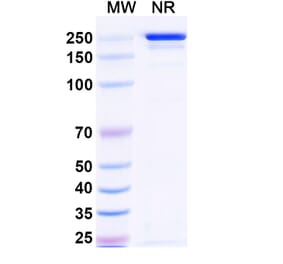 SDS-PAGE - Tazlestobart Biosimilar - Anti-CTLA-4 Antibody - BSA and Azide free (A340746) - Antibodies.com