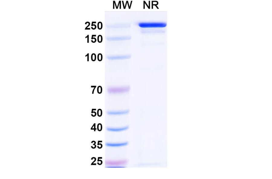 SDS-PAGE - Tazlestobart Biosimilar - Anti-CTLA-4 Antibody - BSA and Azide free (A340746) - Antibodies.com