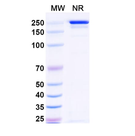 SDS-PAGE - Tazlestobart Biosimilar - Anti-CTLA-4 Antibody - BSA and Azide free (A340746) - Antibodies.com