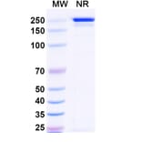 SDS-PAGE - Tazlestobart Biosimilar - Anti-CTLA-4 Antibody - BSA and Azide free (A340746) - Antibodies.com