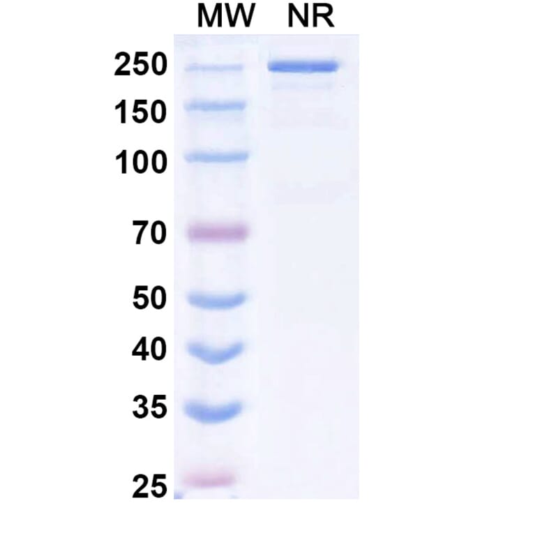 SDS-PAGE - Tazlestobart Biosimilar - Anti-CTLA-4 Antibody - BSA and Azide free (A340746) - Antibodies.com
