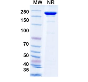 SDS-PAGE - Tecotabart Biosimilar - Anti-Claudin18 Antibody - BSA and Azide free (A340747) - Antibodies.com