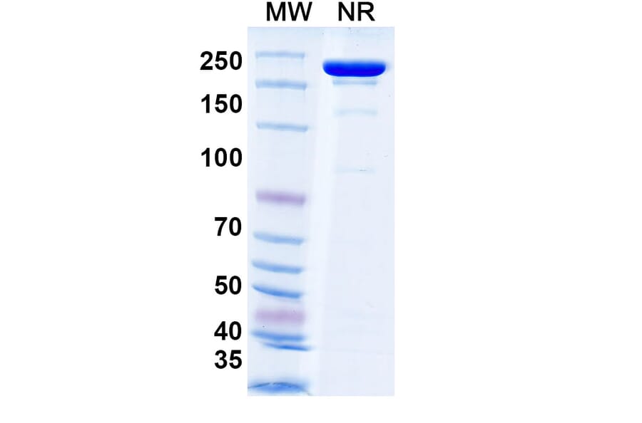 SDS-PAGE - Tecotabart Biosimilar - Anti-Claudin18 Antibody - BSA and Azide free (A340747) - Antibodies.com