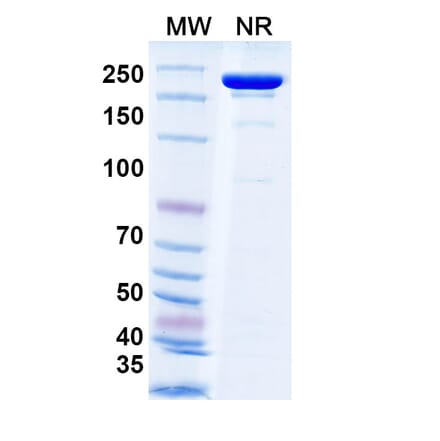 SDS-PAGE - Tecotabart Biosimilar - Anti-Claudin18 Antibody - BSA and Azide free (A340747) - Antibodies.com