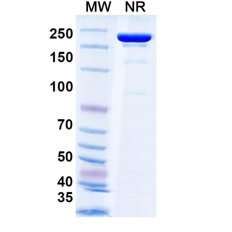 SDS-PAGE - Tecotabart Biosimilar - Anti-Claudin18 Antibody - BSA and Azide free (A340747) - Antibodies.com