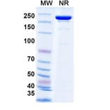 SDS-PAGE - Tecotabart Biosimilar - Anti-Claudin18 Antibody - BSA and Azide free (A340747) - Antibodies.com
