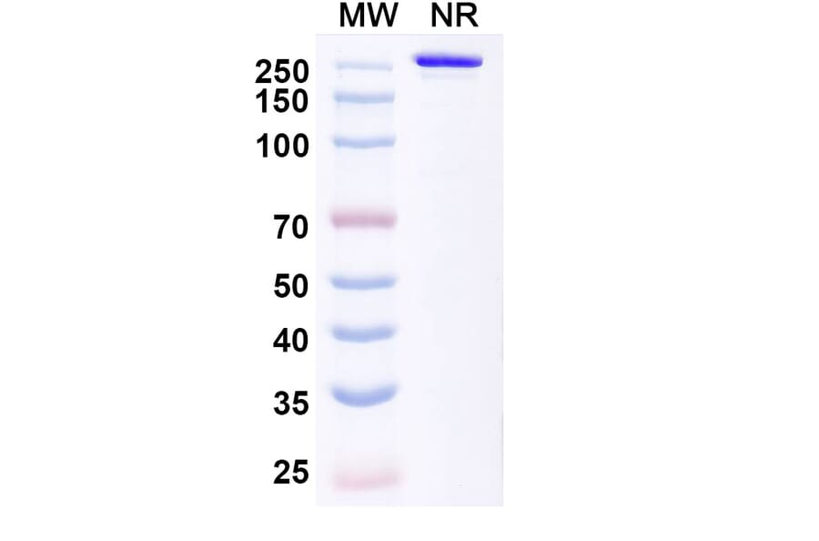SDS-PAGE - Tecotabart Biosimilar - Anti-Claudin18 Antibody - BSA and Azide free (A340747) - Antibodies.com