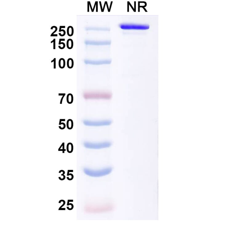 SDS-PAGE - Tecotabart Biosimilar - Anti-Claudin18 Antibody - BSA and Azide free (A340747) - Antibodies.com