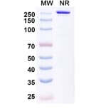 SDS-PAGE - Tecotabart Biosimilar - Anti-Claudin18 Antibody - BSA and Azide free (A340747) - Antibodies.com