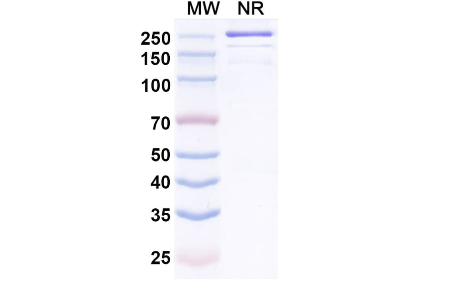 SDS-PAGE - Trosunilimab Biosimilar - Anti-Integrin alpha 4 + Integrin beta 7 Antibody - BSA and Azide free (A340749) - Antibodies.com