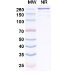 SDS-PAGE - Trosunilimab Biosimilar - Anti-Integrin alpha 4 + Integrin beta 7 Antibody - BSA and Azide free (A340749) - Antibodies.com