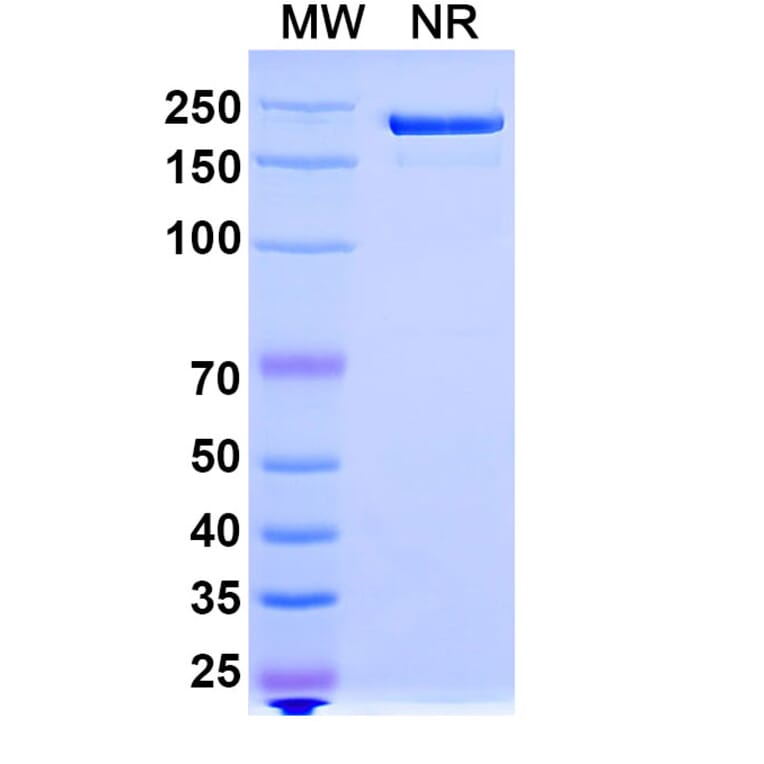 SDS-PAGE - Trosunilimab Biosimilar - Anti-Integrin alpha 4 + Integrin beta 7 Antibody - BSA and Azide free (A340749) - Antibodies.com