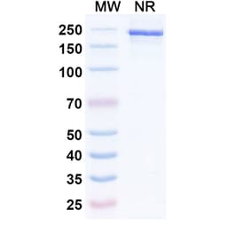 SDS-PAGE - Umikibart Biosimilar - Anti-HGF Antibody - BSA and Azide free (A340750) - Antibodies.com