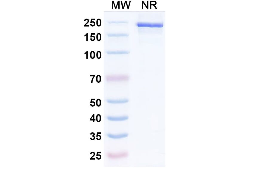SDS-PAGE - Umikibart Biosimilar - Anti-HGF Antibody - BSA and Azide free (A340750) - Antibodies.com