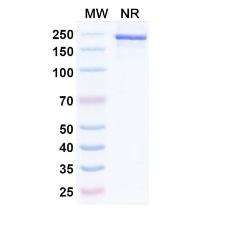 SDS-PAGE - Umikibart Biosimilar - Anti-HGF Antibody - BSA and Azide free (A340750) - Antibodies.com