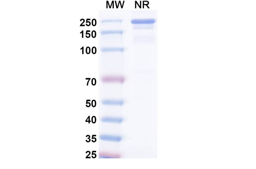 SDS-PAGE - Umikibart Biosimilar - Anti-HGF Antibody - BSA and Azide free (A340750) - Antibodies.com