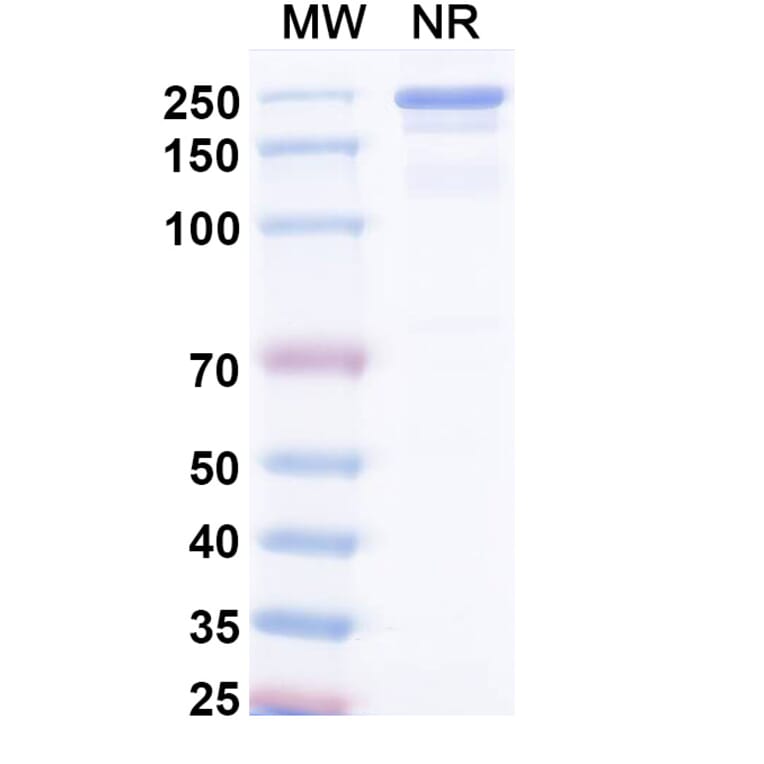 SDS-PAGE - Umikibart Biosimilar - Anti-HGF Antibody - BSA and Azide free (A340750) - Antibodies.com