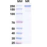SDS-PAGE - Umikibart Biosimilar - Anti-HGF Antibody - BSA and Azide free (A340750) - Antibodies.com