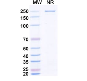 SDS-PAGE - Zaltenibart Biosimilar - Anti-MASP1 Antibody - BSA and Azide free (A340751) - Antibodies.com