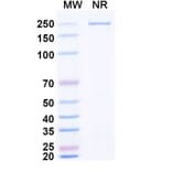 SDS-PAGE - Zaltenibart Biosimilar - Anti-MASP1 Antibody - BSA and Azide free (A340751) - Antibodies.com
