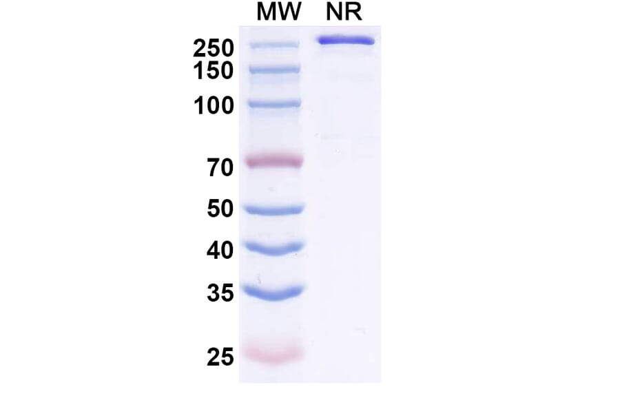 SDS-PAGE - Zaltenibart Biosimilar - Anti-MASP1 Antibody - BSA and Azide free (A340751) - Antibodies.com