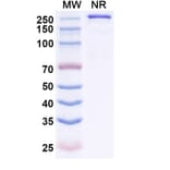 SDS-PAGE - Zaltenibart Biosimilar - Anti-MASP1 Antibody - BSA and Azide free (A340751) - Antibodies.com