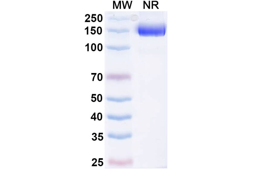 SDS-PAGE - Efparepoetin Alfa Biosimilar - Anti-EPO Antibody - BSA and Azide free (A340757) - Antibodies.com