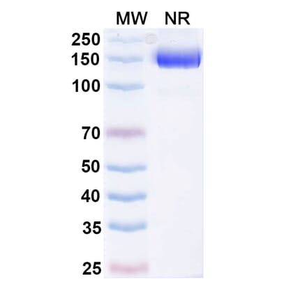 SDS-PAGE - Efparepoetin Alfa Biosimilar - Anti-EPO Antibody - BSA and Azide free (A340757) - Antibodies.com