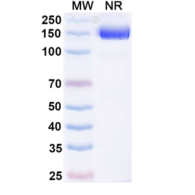 SDS-PAGE - Efparepoetin Alfa Biosimilar - Anti-EPO Antibody - BSA and Azide free (A340757) - Antibodies.com