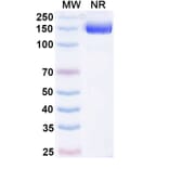 SDS-PAGE - Efparepoetin Alfa Biosimilar - Anti-EPO Antibody - BSA and Azide free (A340757) - Antibodies.com