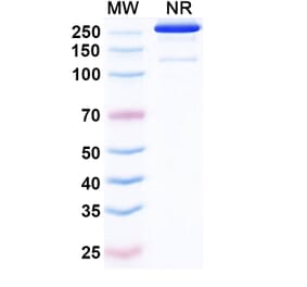 SDS-PAGE - Etakafusp Alfa Biosimilar - Anti-CD8 alpha Antibody - BSA and Azide free (A340758) - Antibodies.com