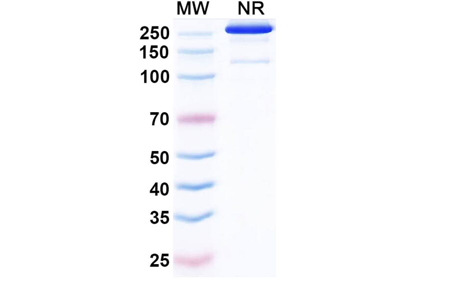 SDS-PAGE - Etakafusp Alfa Biosimilar - Anti-CD8 alpha Antibody - BSA and Azide free (A340758) - Antibodies.com