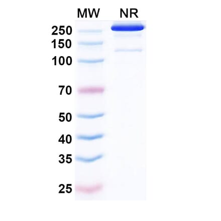SDS-PAGE - Etakafusp Alfa Biosimilar - Anti-CD8 alpha Antibody - BSA and Azide free (A340758) - Antibodies.com