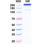 SDS-PAGE - Etakafusp Alfa Biosimilar - Anti-CD8 alpha Antibody - BSA and Azide free (A340758) - Antibodies.com