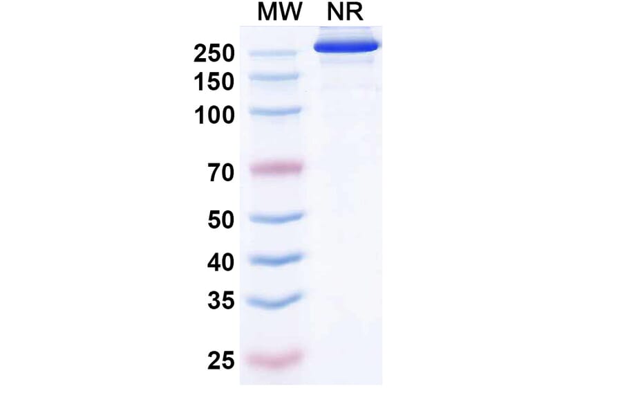 SDS-PAGE - Etakafusp Alfa Biosimilar - Anti-CD8 alpha Antibody - BSA and Azide free (A340758) - Antibodies.com