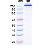 SDS-PAGE - Etakafusp Alfa Biosimilar - Anti-CD8 alpha Antibody - BSA and Azide free (A340758) - Antibodies.com