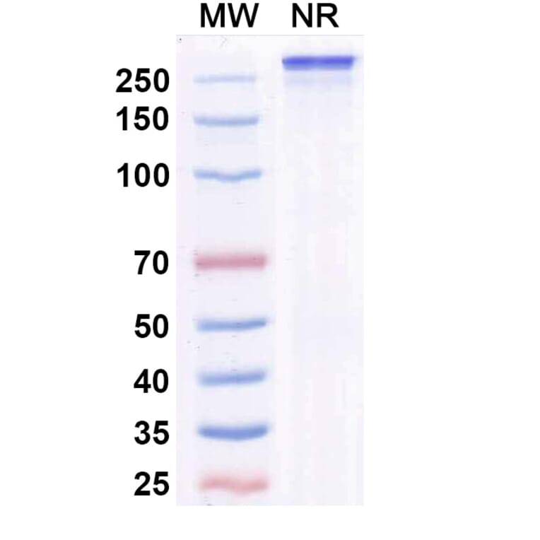 SDS-PAGE - Ficerafusp Alfa Biosimilar - Anti-EGFR Antibody - BSA and Azide free (A340759) - Antibodies.com